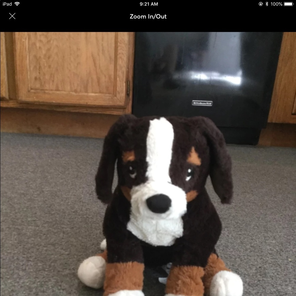 IKEA Bernese mountain dog